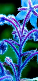 Vibrant blue flower with purple stems on green background.