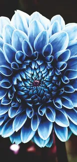 Close-up of a vibrant blue chrysanthemum flower with detailed petals in bloom.