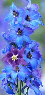 Vibrant blue and purple flowers on a soft-focus background.