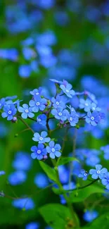 Vibrant blue flowers with lush green leaves in a serene natural setting.