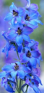 Vibrant blue delphinium flowers on a nature-inspired mobile wallpaper.