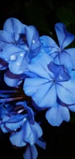 Close-up of vibrant blue flowers with raindrops on dark background.