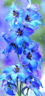 Vibrant blue flowers on a lush green background.