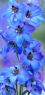 Close-up of vibrant blue blossoms on a mobile wallpaper.