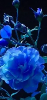 Vibrant blue roses on a dark background, creating an elegant floral wallpaper.