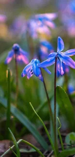 Vibrant blue flowers with green leaves and a serene background.