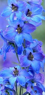 Vibrant blue delphinium flowers in bloom