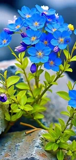 Vibrant blue flowers with green leaves.