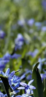 Vibrant blue flowers with green leaves in a serene natural setting.