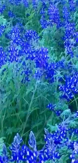 Field of vibrant blue flowers and lush green leaves, perfect for nature-themed wallpaper.