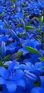 Vibrant blue flowers cover a lush green field.