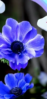 Blue flowers with a rainbow on a phone wallpaper.