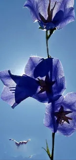 Silhouette of vibrant blue flowers against a bright blue sky.