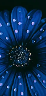 Close-up of a vibrant blue flower with dewdrops, perfect for backgrounds.