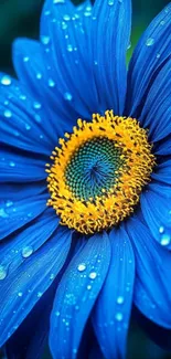 Close-up of a vibrant blue flower with raindrops.