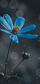 A vibrant blue flower against a soft, dark background for mobile wallpaper.