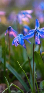 Vibrant blue flowers with green leaves in a natural setting.