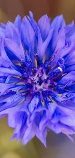 Close-up of a vibrant blue flower with detailed petals.