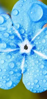 Close-up of blue flower with dewdrops.