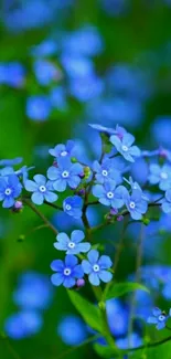 A close-up of vibrant blue flowers with a lush green background.