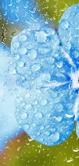 Close-up of blue flower with dewdrops against a blurred background.