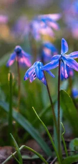 Close-up of vibrant blue flowers with green leaves.