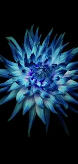 Stunning vibrant blue flower on black background.