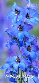 Vibrant blue flowers in bloom against a soft-focus nature background.