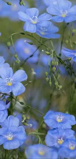 Serene field of vibrant blue flowers with lush greenery.