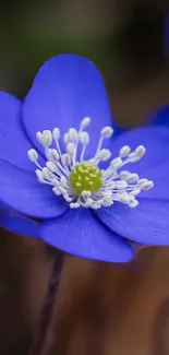 Close-up of a vibrant blue flower with white stamens.