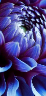 Vibrant blue flower with intricate petals detail.