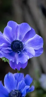 A vibrant blue flower with delicate petals in close-up view, perfect for wallpaper.