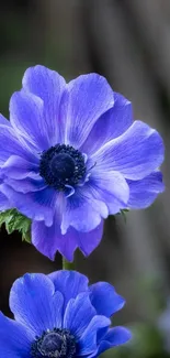 Vibrant blue flower with detailed petals and green leaves on a mobile wallpaper.