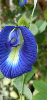 Close-up of a vibrant blue flower with lush green leaves.