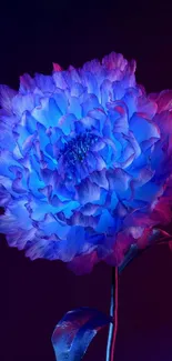 A vibrant blue flower with neon hues on a mobile wallpaper.