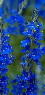 Close-up of vibrant blue flowers in nature wallpaper.