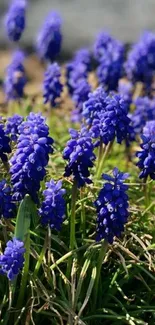 Vibrant blue flowers with green leaves in a natural setting.