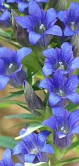 Vibrant blue flowers creating a stunning natural wallpaper.