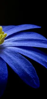 Vibrant blue flower with yellow center on dark background.