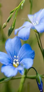 Vibrant blue flowers with green stems in nature setting wallpaper.