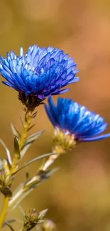 Blue flowers with blurred earthy background.