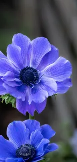 Close-up of two vibrant blue flowers in full bloom.