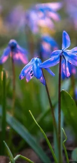 Close-up of vibrant blue flowers with lush greenery.