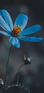 Close-up of a vibrant blue flower on a dark, blurred background.