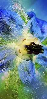 Vibrant blue flower close-up with dewdrops on petals.