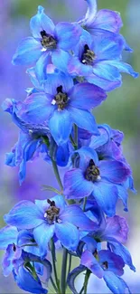 A vibrant blue flower in full bloom set against a blurred natural background.