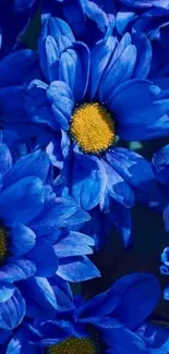 Blue flowers with vibrant yellow centers, creating a stunning mobile wallpaper.