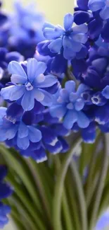 Vibrant blue flowers with lush petals on a green stem.