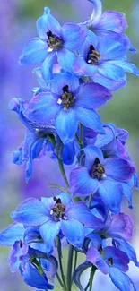 Vibrant blue flowers on a mobile wallpaper, creating a refreshing calming background.