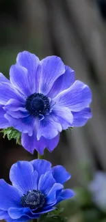 Vibrant blue flowers with delicate petals in a natural setting.